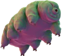 tardigrade
