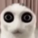 catstare catstare