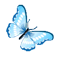 BlueButterfly