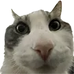 catSTARE