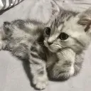 Cat1 cat1 Discord Emoji