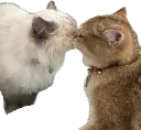pankoKiss
