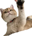 pankoGrab