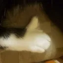 kittythumb Discord Emoji