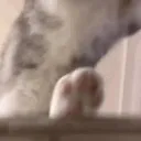 cat_hit