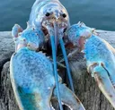 bluelobster bluelobster