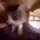 catEXCITE