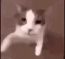 catkiss