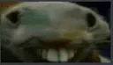goblinwtf goblinwtf