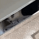 Catbin Discord Emoji