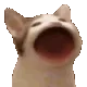 PopCat