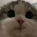 hihi