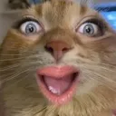 Surprisedcat Discord Emoji