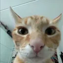 bro