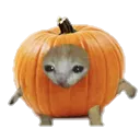 Michi_Calabaza