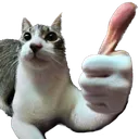 catthumbsup