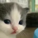 wcatstare