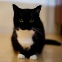 bigboobs