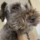 saddoge
