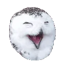 hoothoot