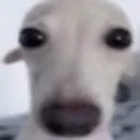 gort