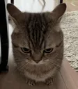 Coping