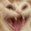 gato_scream