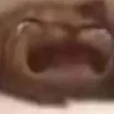 gato_bua