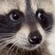 101_benny_stare