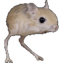 roingusDance_SF Discord emoji
