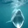 SharkPog