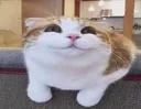 the_silly