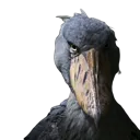 shoebill shoebill