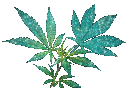 shimmerweed