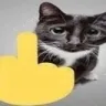 cat_middle_finger