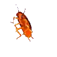 discoRoach
