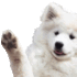 hallo