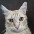 kedi_esgal