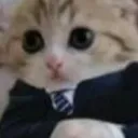 QChadCat