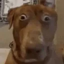 dogshock dogshock