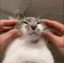 petpetpet