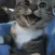 HappyCat