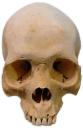 Skull_irl Discord emoji