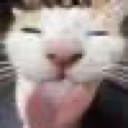 catsilly Discord emoji