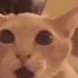 WHAT