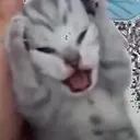 waahhh waahhh