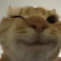 Spider_CatWink