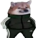 Spider_addidasdog