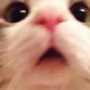 Cat Blushie Discord Emoji