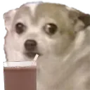 DogDrink0
